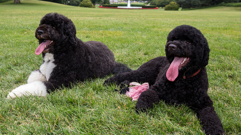 I cani di Obama sorridono e si sdraiano sull'erba
